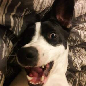 Fundraising Page: Domino PAC ALUM! 